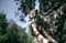 Аккумуляторная одноручная цепная пила  Greenworks GD40TCS 2003807 - фото 405124 Аккумуляторная одноручная цепная пила  Greenworks GD40TCS 2003807 - фото 405124